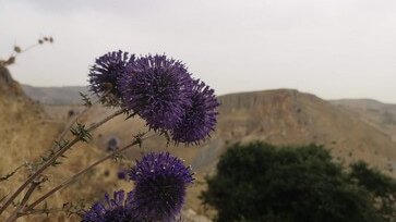 ימי גיבוש בצפון ביער להב